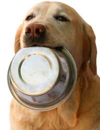 Pet Pet Food Pet Shop Pet Adoption