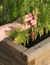 Vegetables Fruit Grow Allotment