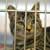 Choose and Care for a Pet